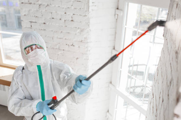 Best Black Mold Removal  in Rockcreek, OR