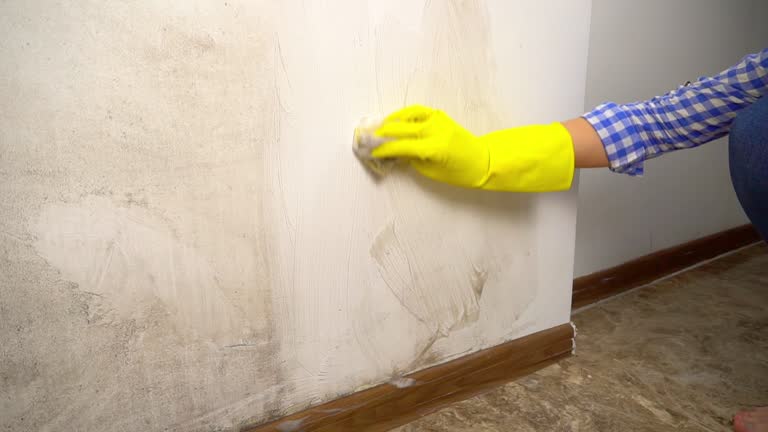 Best Environmental Consulting for Mold Prevention  in Rockcreek, OR